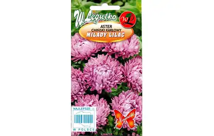 NASIONA ASTER KARŁOWY
MILADY LILAC 1G LEGUTKO GRC1