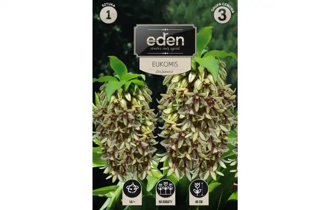 CEBULE KWIATOWE EUCOMIS BICOLOR ZIELONO-KREMOWY 1 SZT