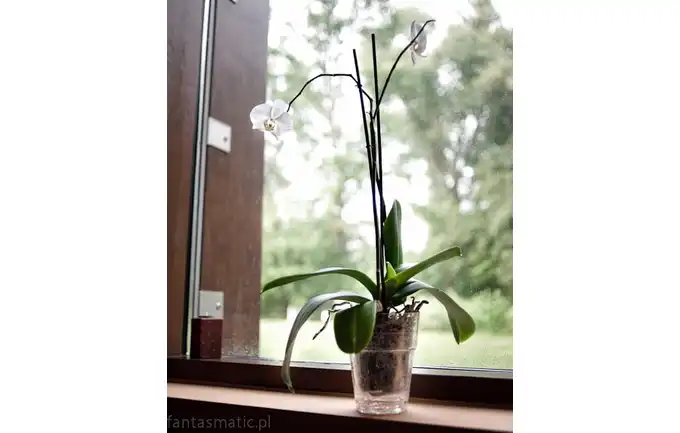 Osłonka pod storczyk orchide transparentna 14 cm 50.001.14