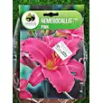 CEBULE KWIATOWE HEMEROCALLIS PINK I KAPJUN 1 W