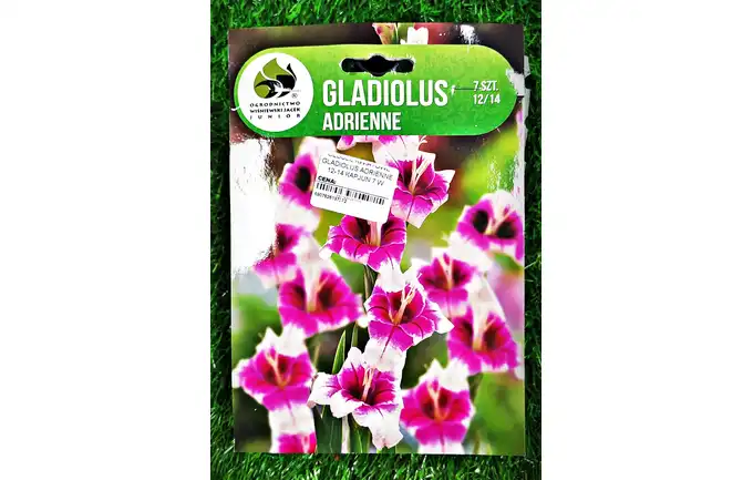 CEBULE KWIATOWE GLADIOLUS ADRIENNE 12-14 KAPJUN 7 W