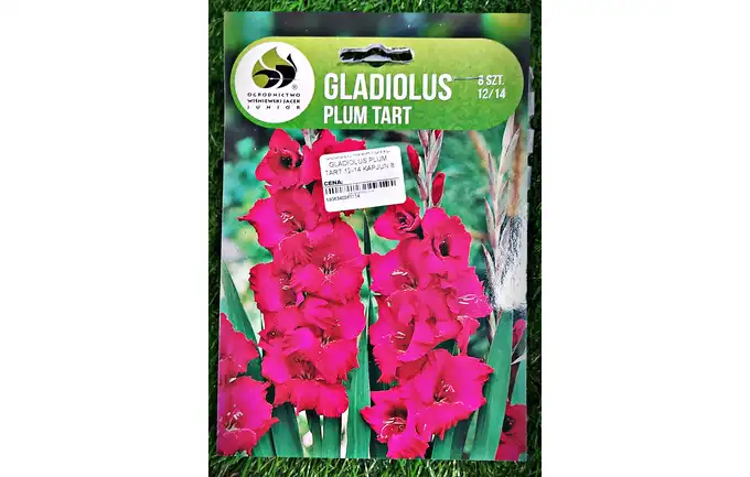 CEBULE KWIATOWE GLADIOLUS PLUM TART 12-14 KAPJUN 8 W