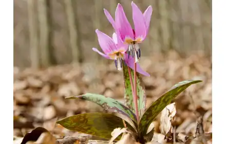 Cebule Kwiatowe - Erythronium Purple King