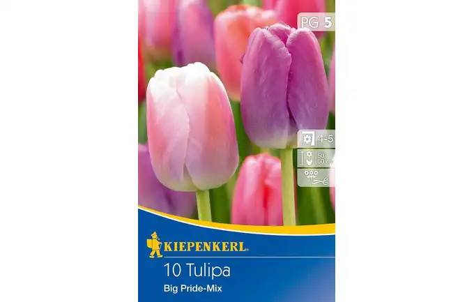 CEBULE KWIATOWE TULIPAN DARWIN HYBRID TULPE PRIDE MISCHUNG 00507876-000-00